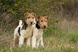 FOX TERRIER 586